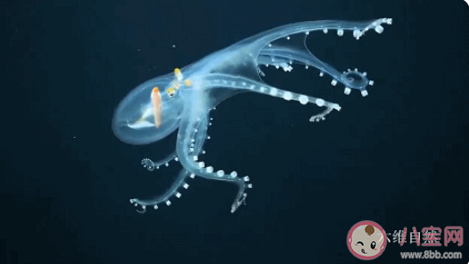 身体几乎完全透明的章鱼是 神奇海洋5月22日答案