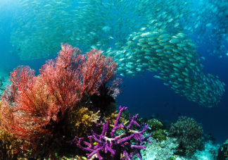 蚂蚁森林生长在不同海域位置的珊瑚分为浅海珊瑚和什么 神奇海洋答案6月1日答案