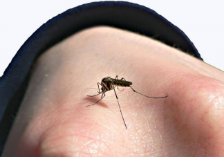 今年夏天北京的蚊子变少了吗 气温太高蚊子会变少吗