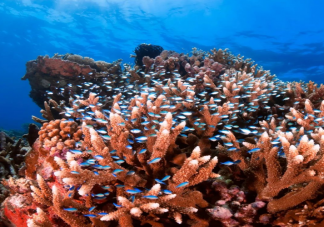 造礁珊瑚对于珊瑚礁的形成有何作用 蚂蚁庄园8月23日答案