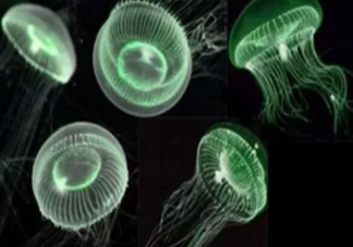 以下哪种水母自带发光特效能够发出荧光 神奇海洋3月13日答案