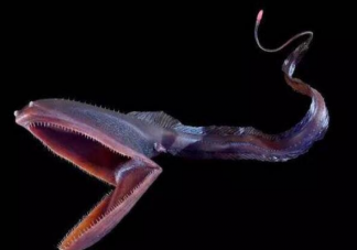 以下哪种深海鱼长着鹈鹕一般的大嘴被称为鹈鹕鳗鱼 神奇海洋4月7日答案