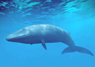 以下哪个海域是蓝鲸分布较多的区域 神奇海洋4月8日答案