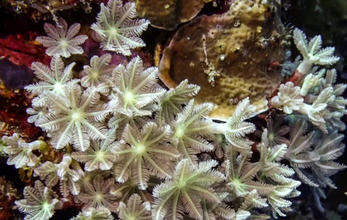 以色列研究 珊瑚发光是为了引诱猎物