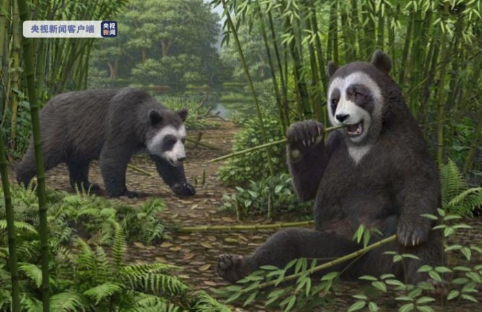 最新研究来了：熊猫食竹历史或可追溯到600万年前