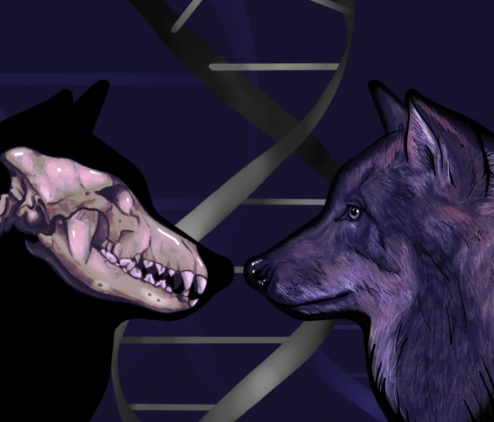 冰河时期狼DNA显示狗的祖先是两个独立的古代狼种群