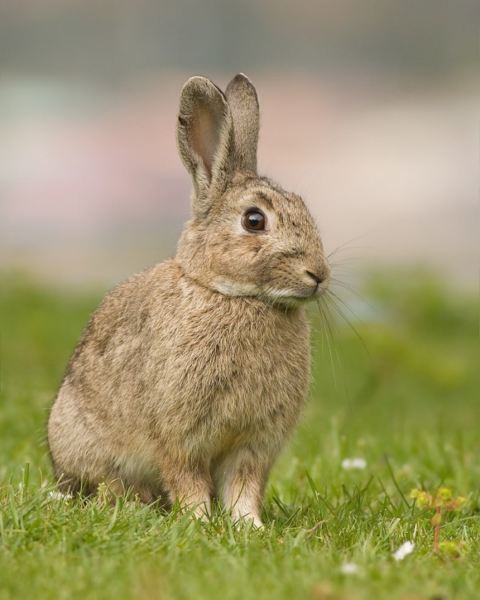 研究人员通过DNA分析揭开澳大利亚  兔瘟 之谜
