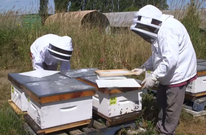 研究 新的化合物可以帮助保护蜜蜂群免受寄生螨虫的侵害