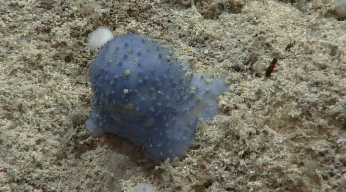 神秘的 蓝色粘液 海洋动物使科学家们感到困惑