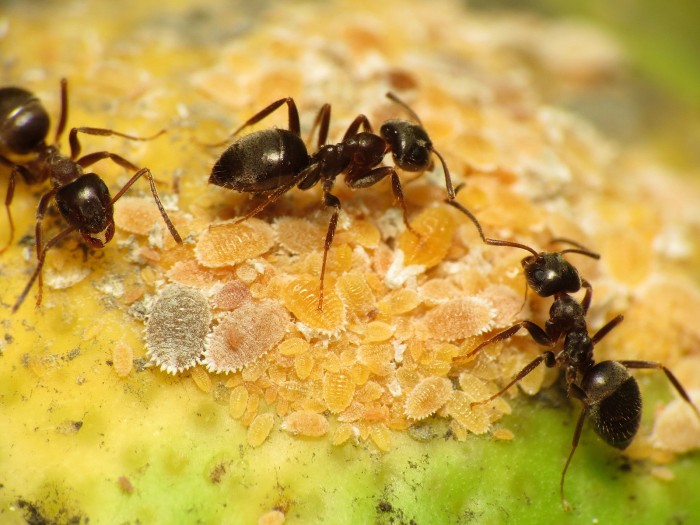 科学家计算出现在有20万亿只蚂蚁生活在地球上