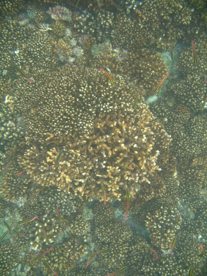 研究发现气候变化导致的水温突然下降可导致灾难性的珊瑚崩溃