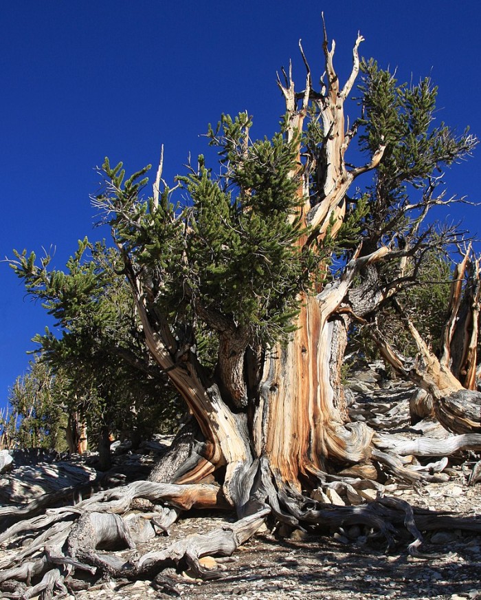 大规模的碳储存 保护非常古老的树木可以帮助缓解气候变化的影响