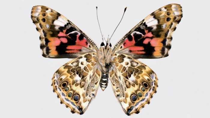 基因编辑的蝴蝶突变体揭示了古代
