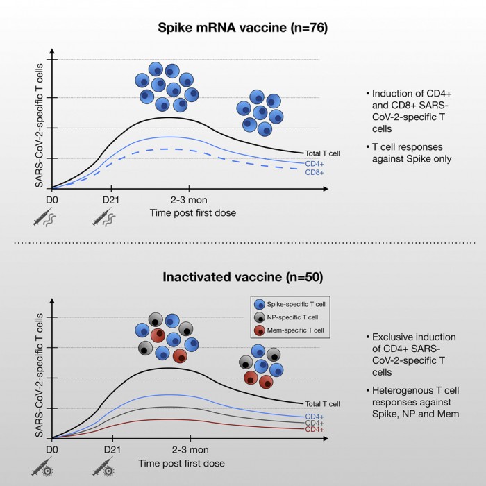 联合研究揭示灭活与mRNA新冠疫苗免疫反应的关键差异