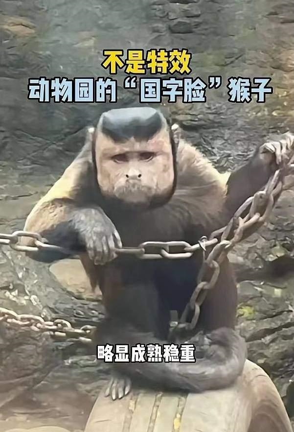 动物园一猴子长着国字脸络腮胡 管理员科普：名黑帽悬猴、濒危动物