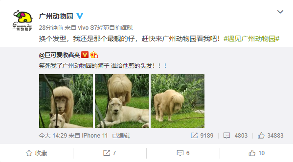 广州动物园的狮子留了个齐刘海 饲养员：它自己理的 我们不敢剪