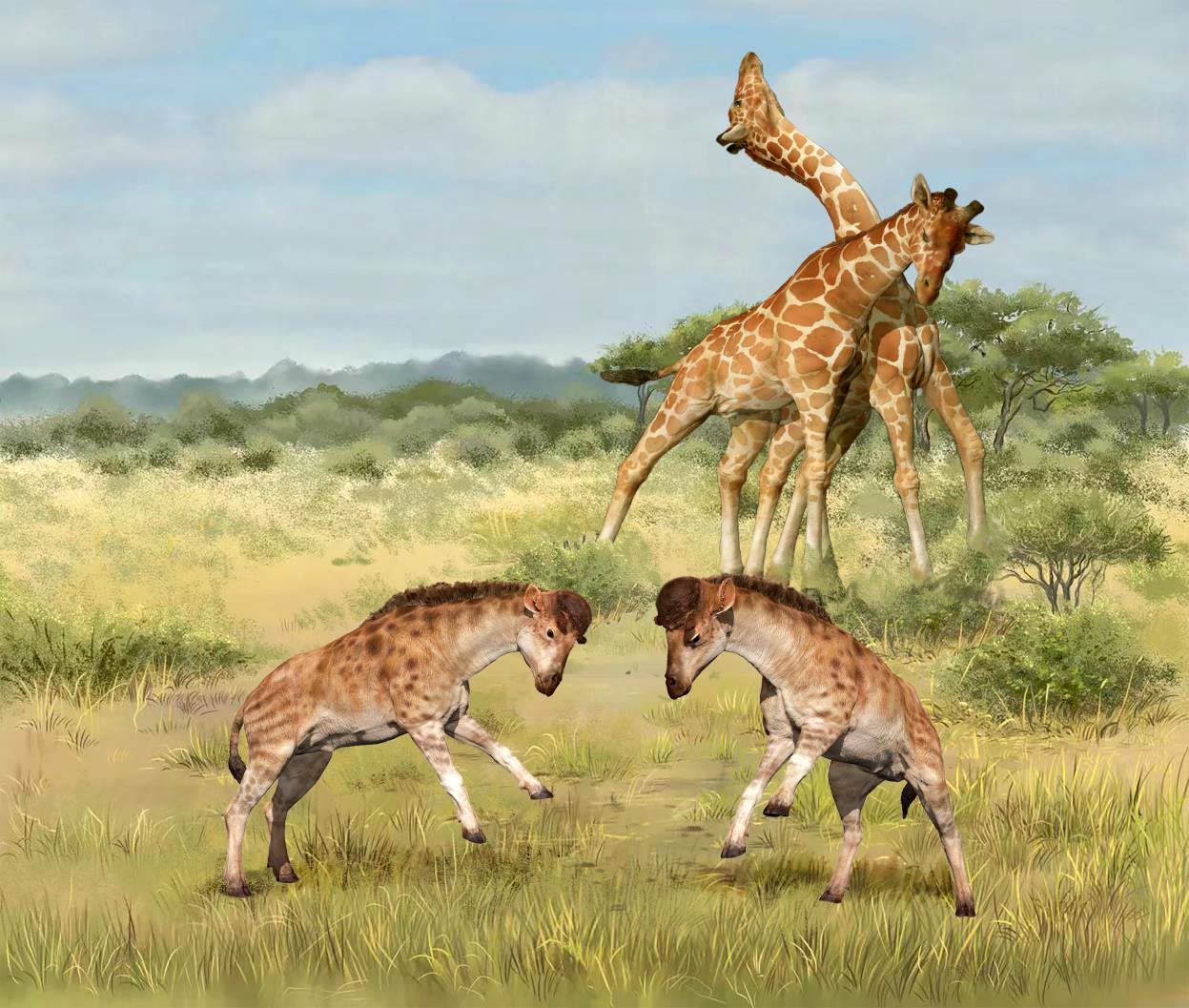 研究 为竞争配偶所展开的头部撞击战斗促成了长颈鹿长脖子的发展