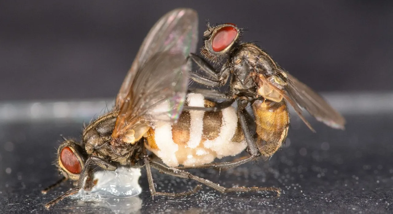科学家发现新真菌 让雄性家蝇对雌性家蝇尸体交配