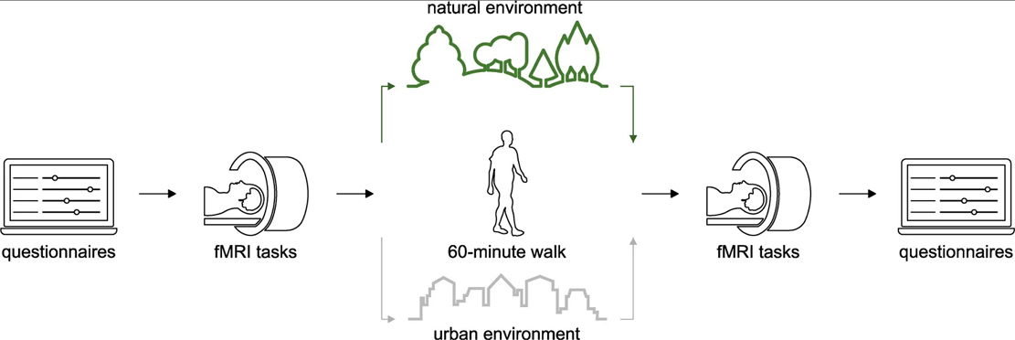 研究发现在自然界散步跟减压之间存在因果关系