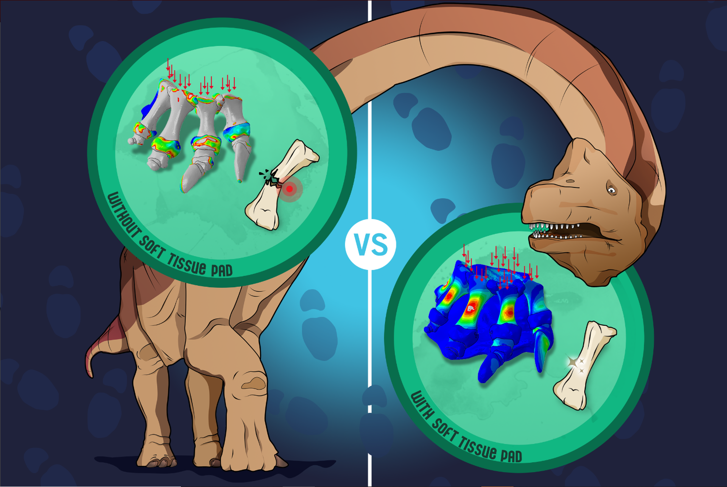 新研究揭示了恐龙如何支撑其巨大的身体