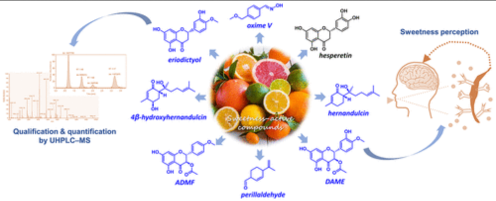 科学家在柑橘类水果中发现新甜味增强化合物