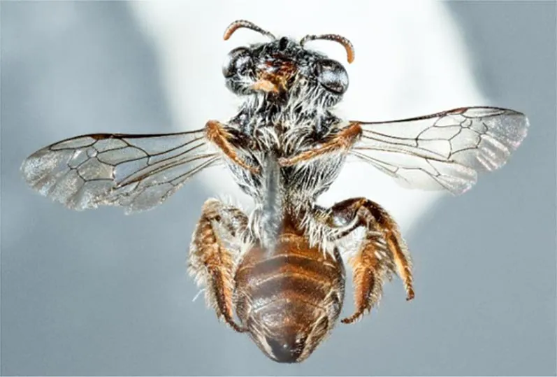 诡异的新蜂种在澳洲被发现 其面部的