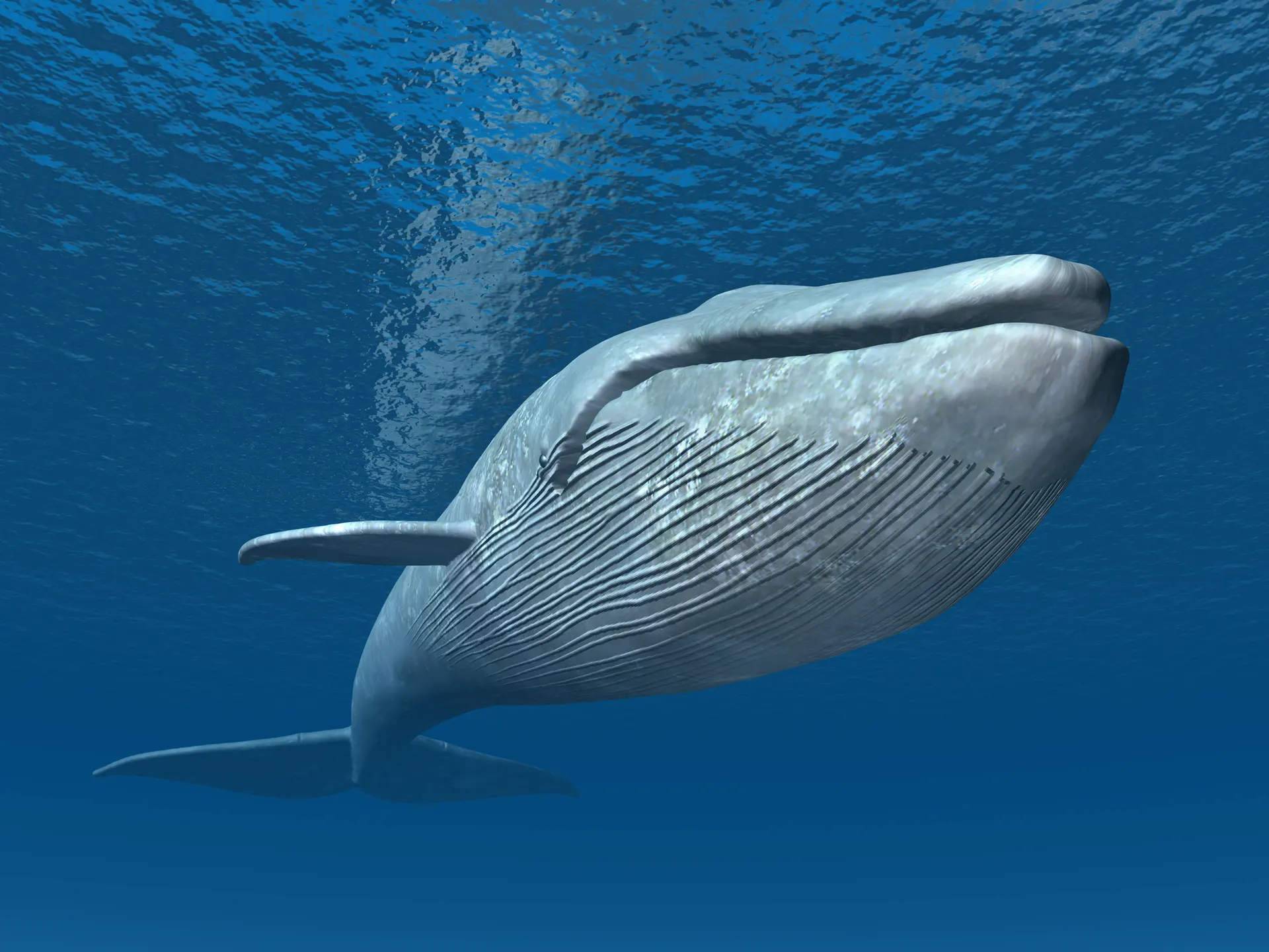 研究发现蓝鲸每天吃掉多达1000万颗微塑料颗粒