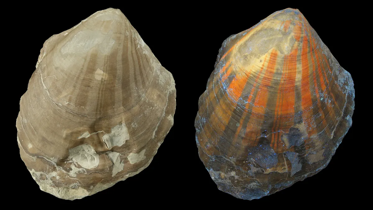 科学家勇紫外光揭示了2 4亿年前的贝壳隐藏的秘密