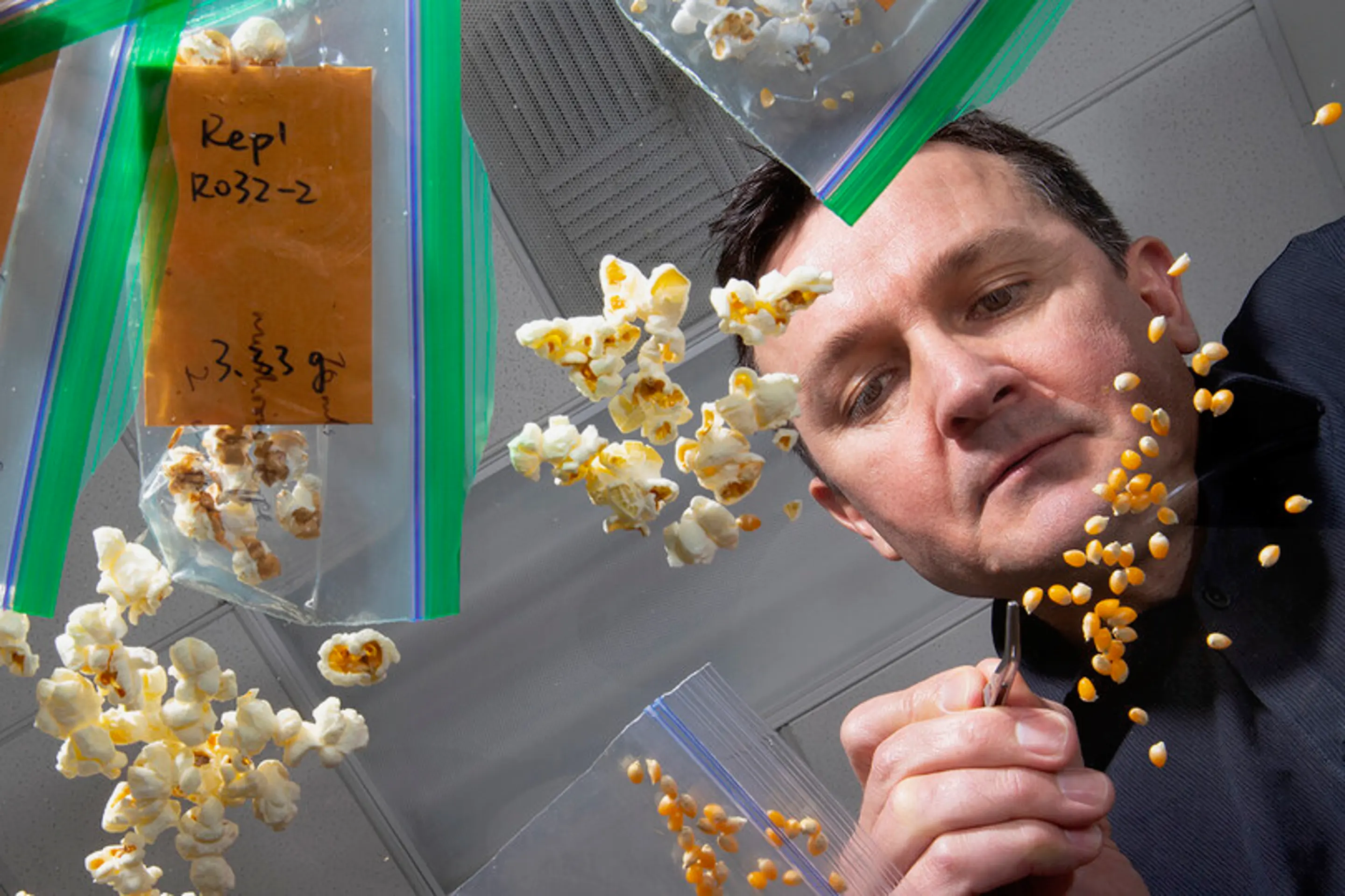 科学家培育的 超级爆米花 用玉米含有几乎两倍的基本营养素