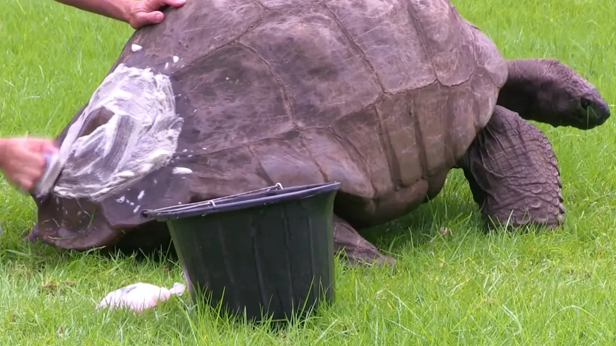 世界上最古老的乌龟“乔纳森”年满190岁仍有交配能力
