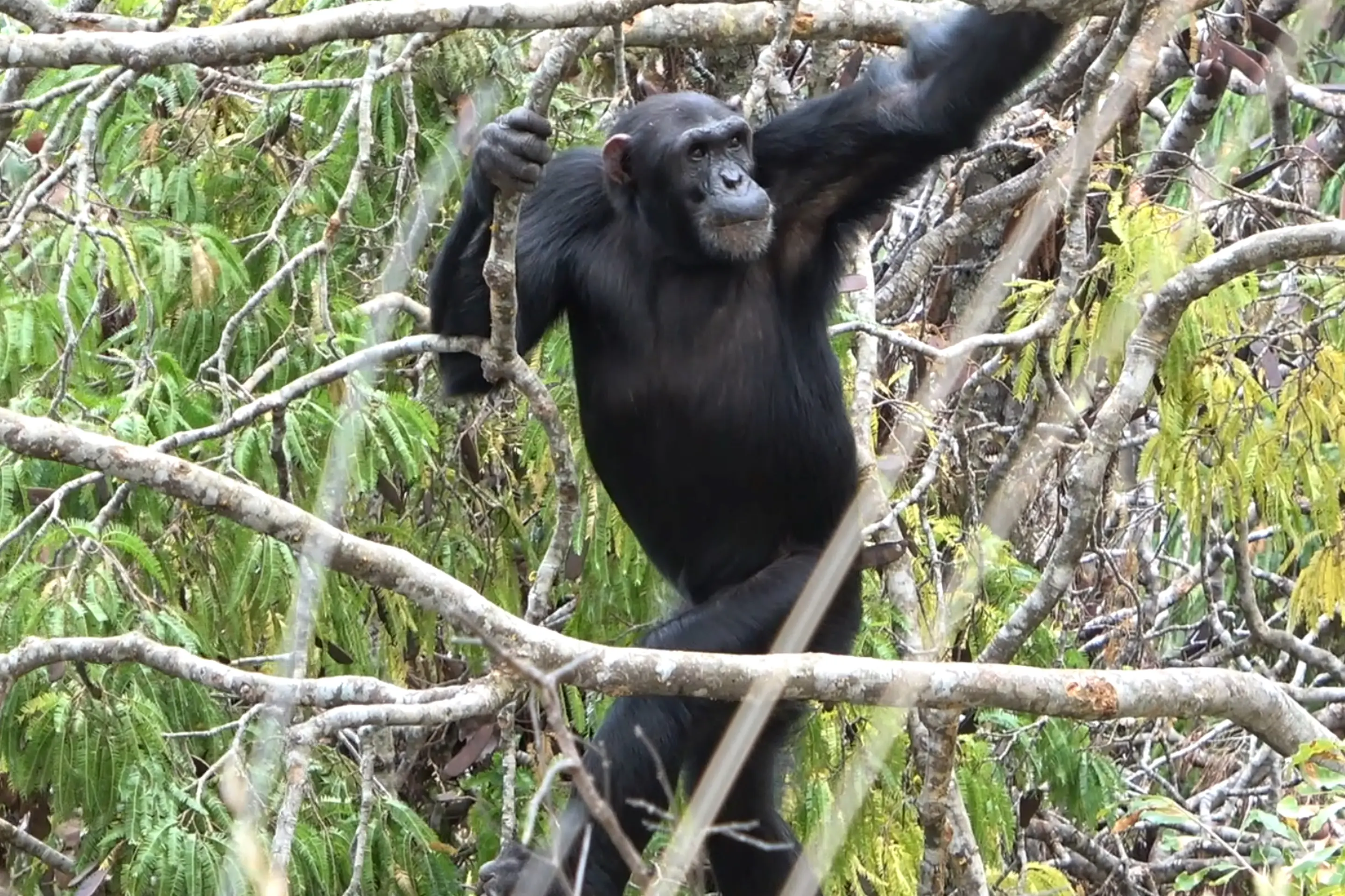 对黑猩猩的研究强烈质疑关于双足动物起源的主流理论