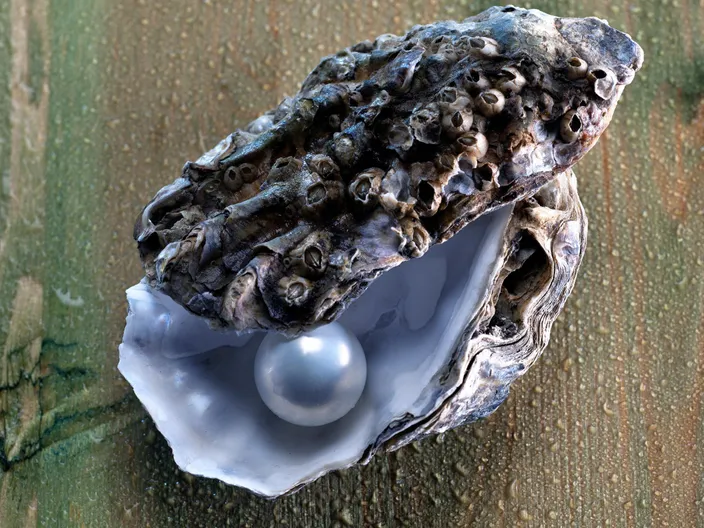 遗传学研究揭示了美丽的日本珍珠牡蛎背后的“分子指纹”