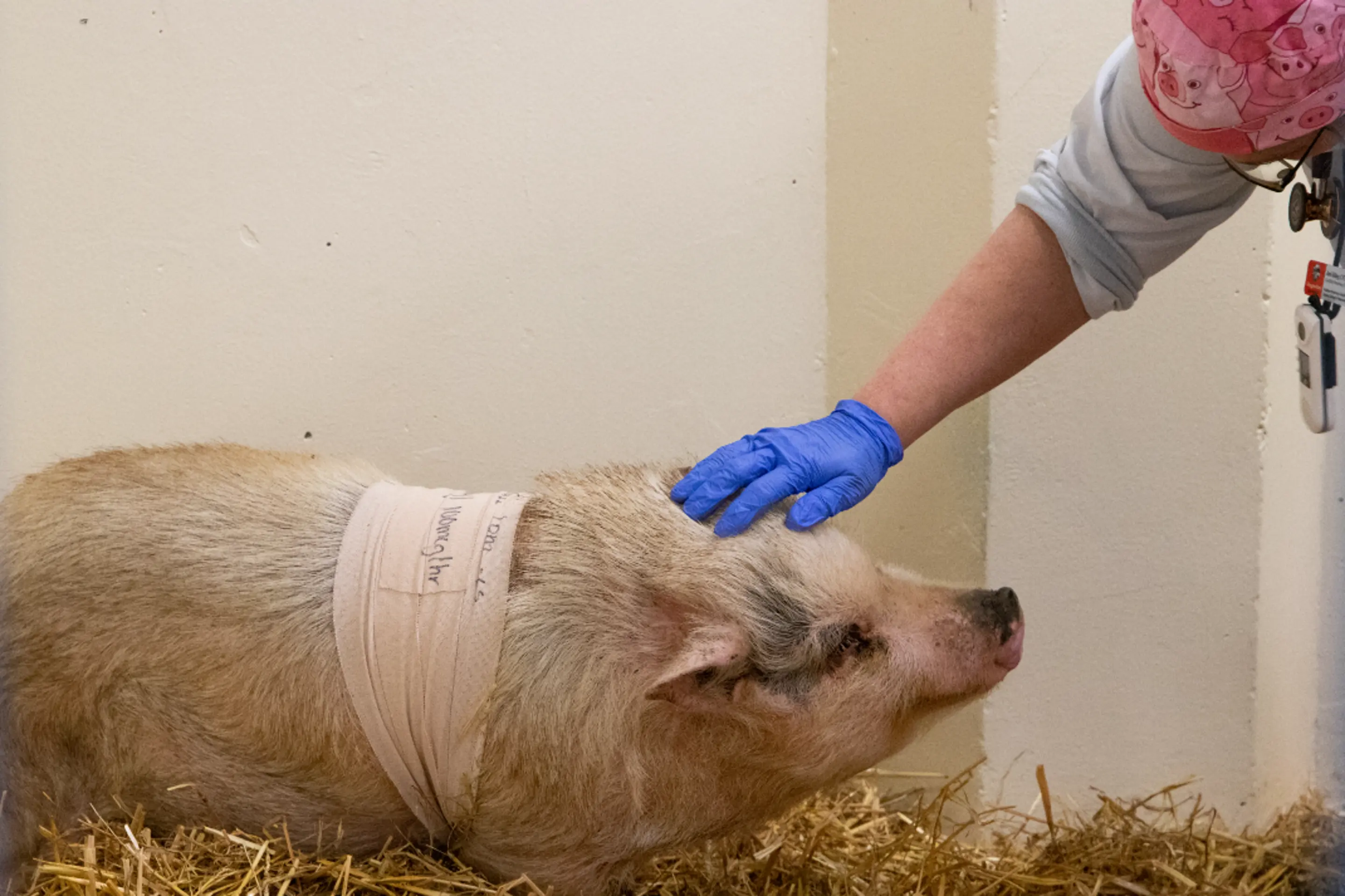 外科医生首次在猪身上完成耳道切除手术