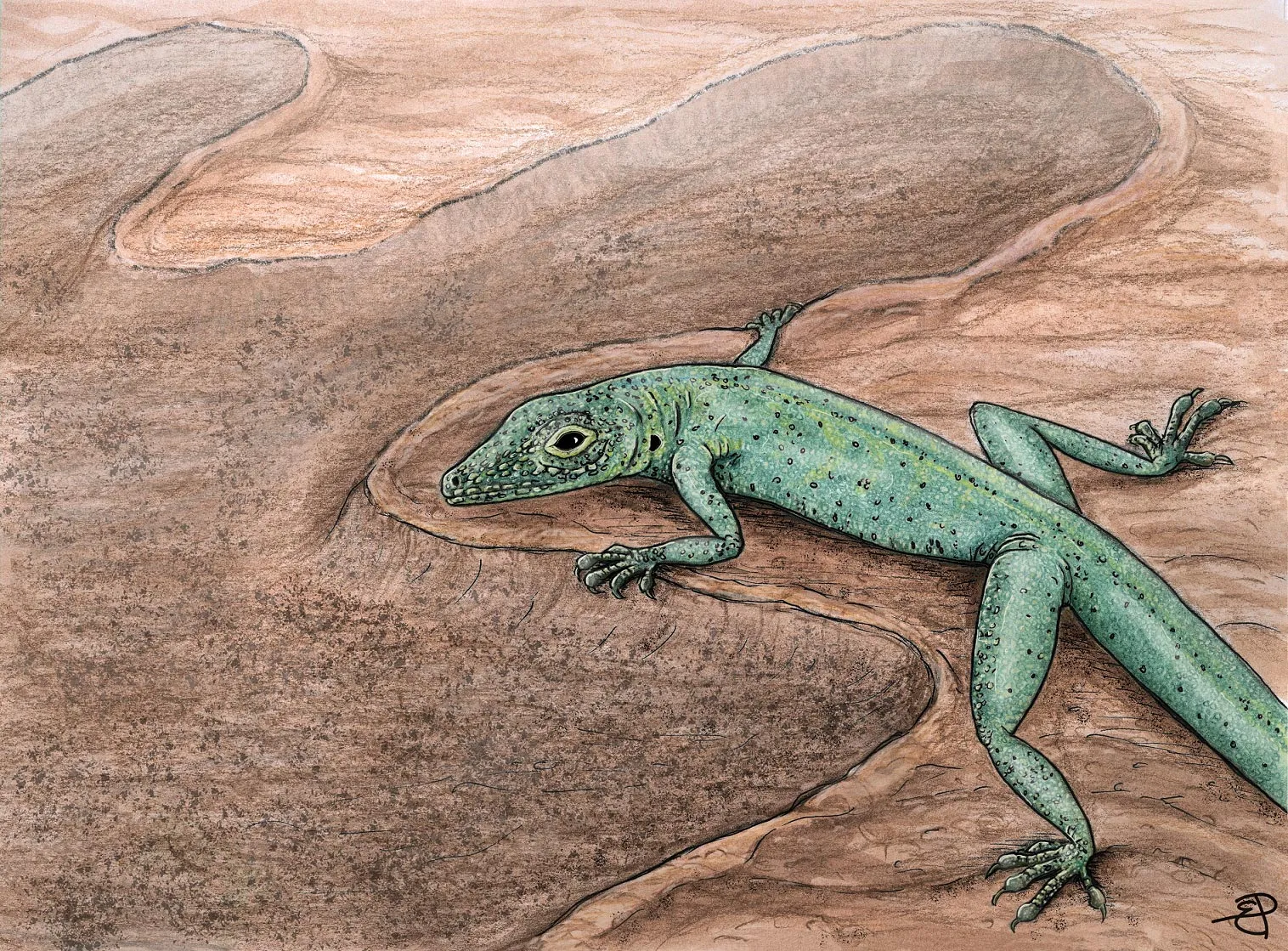 来自苏格兰的侏罗纪化石揭示了蜥蜴起源的线索
