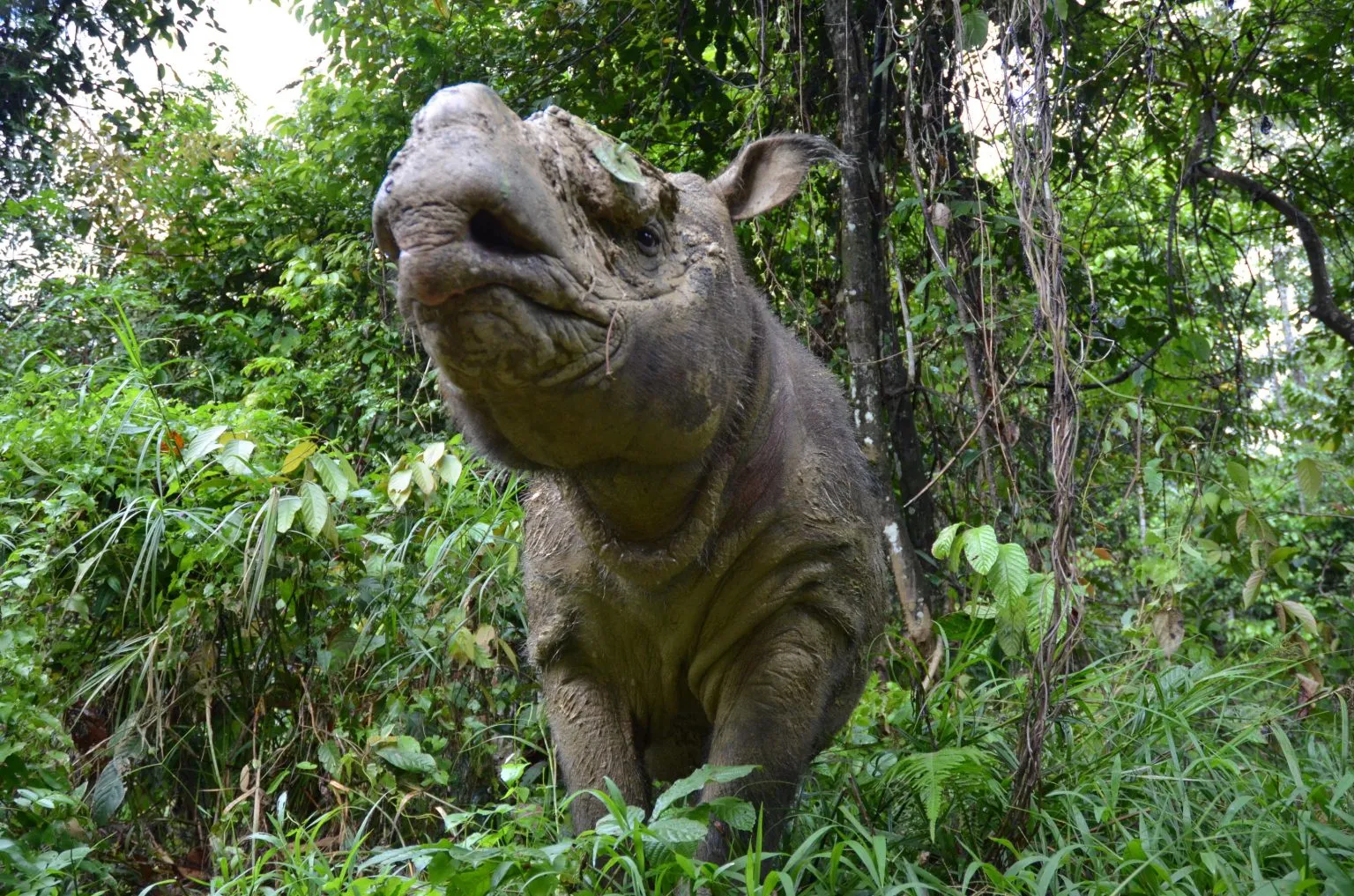 拯救苏门答腊犀牛 世界上最古老犀牛物种的第二次机会