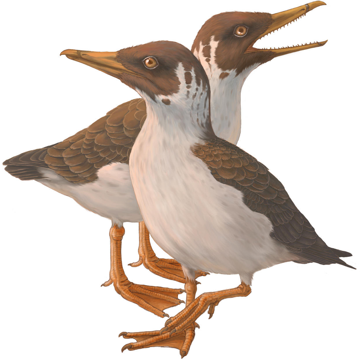向后进化 的发现颠覆了人们对现代鸟类起源的一个多世纪的认识