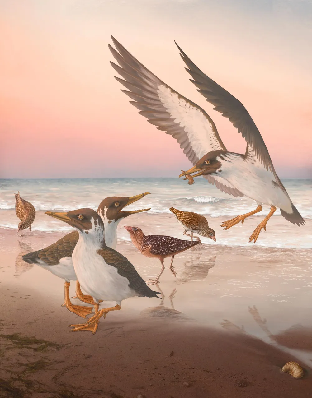 “向后进化”的发现颠覆了人们对现代鸟类起源的一个多世纪的认识