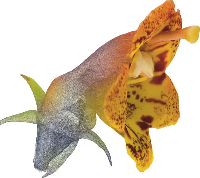 研究人员创建3D模型以摄影测量法了解花卉的进化