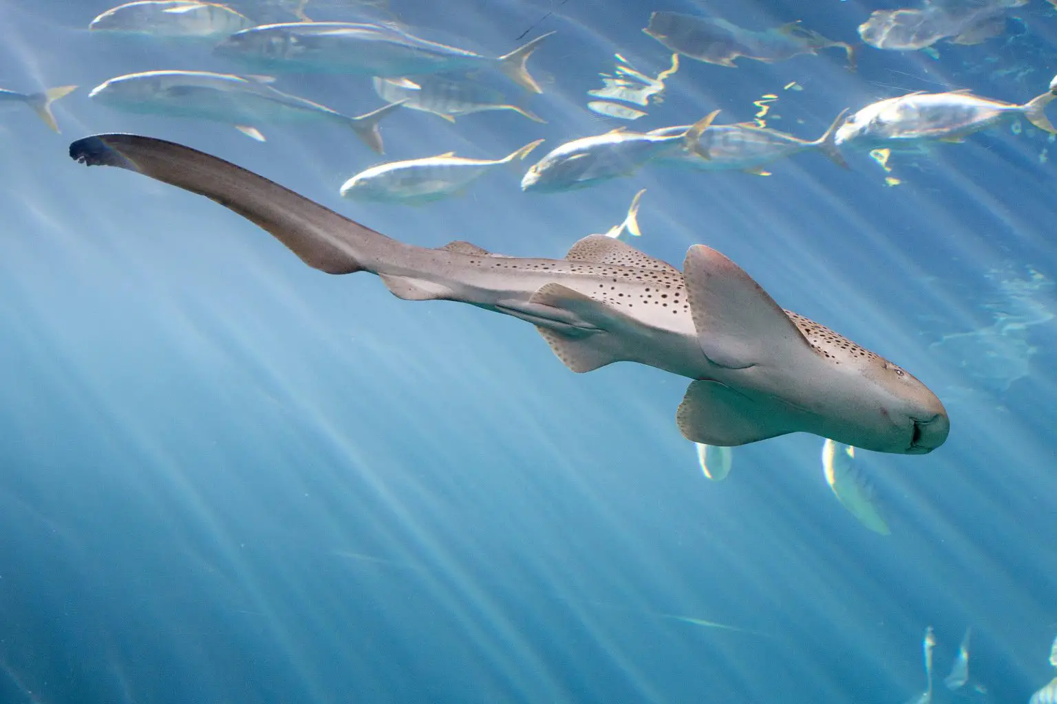 水族馆鲨鱼在有雄性在场的情况下出现 孤雌生殖 的奇特案例