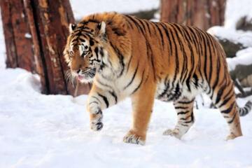 中国最大的猫科类动物，东北虎