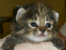 世界上最小的猫皮堡斯仅0.14千克，相当于3个鸡蛋
