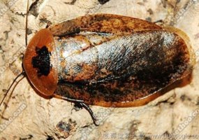 秘鲁巨人蟑螂，世界上最受欢迎的宠物蟑螂之一